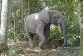 Lancement d’un projet sur le suivi de la faune au Congo