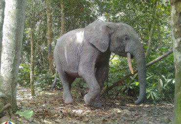 Launch of a wildlife monitoring project in Congo