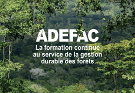 L’ATIBT lance deux appels à manifestation d’intérêt dans le cadre du programme ADEFAC