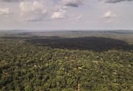 UPDATE : ITTO Tropical timber market report: certification schemes lay out EUDR compliance support