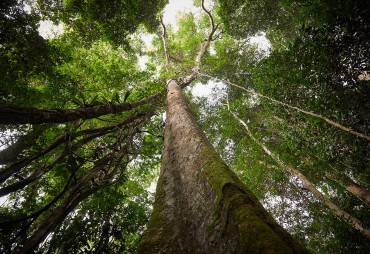 Quel programme pour le One Forest Summit ?