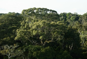 Des nouvelles du RDUE : quelles sont les préoccupations des acteurs de la filière forêt-bois ?