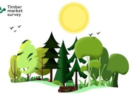 Timber Market Survey / Themis 2025 : mobilisation des acteurs de la chaine des valeurs des bois tropicaux 