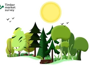 Timber Market Survey Themis 2025: mobilizing stakeholders across the certified tropical timber value chain 