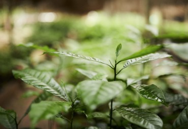 UFA-Reforest: a documentary retracing a pioneering reforestation project in Cameroon