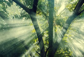 Verra and FSC: New Carbon Initiatives for Certified Tropical Forests