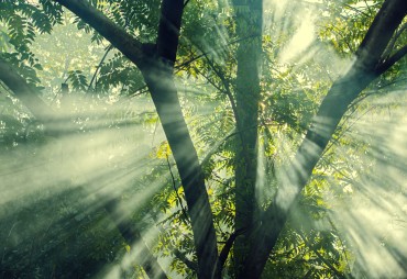 Verra and FSC: New Carbon Initiatives for Certified Tropical Forests