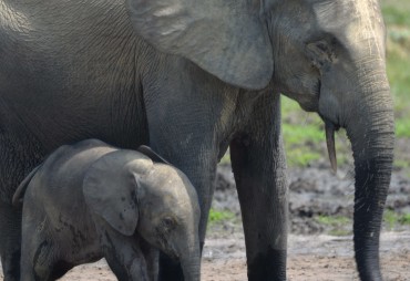 Quand les éléphants font résonner les guitares : une alliance vitale entre faune et forêt