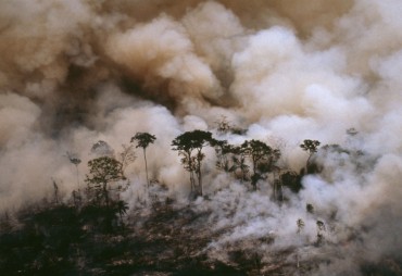 WWF publie son rapport « Fronts de déforestation »
