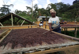 Commission agroforesterie et plantations 