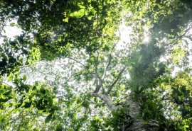 Pour un meilleur financement de la gestion durable des forêts tropicales : l’OIBT attire l’attention sur la nécessité de se mobiliser