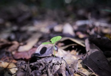 Des codes de conduite vivants : des outils déclinés pour chaque association commercialisant des bois tropicaux.