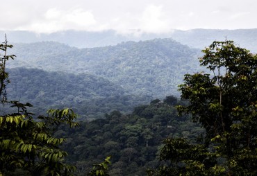 LKTS : towards a 2030 strategy A more diversified and sustainable forest model