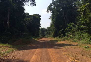 Pourquoi la production de bois est-elle en baisse au Gabon ? 