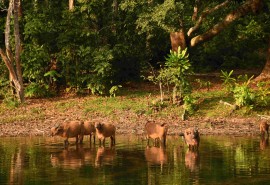 The role of forest concessions in the conservation of Congo Basin forests: two new studies published.