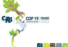 CITES: Towards an Appendix II listing for Cumaru, Ipe, African mahogany, Padouk and Doussie?