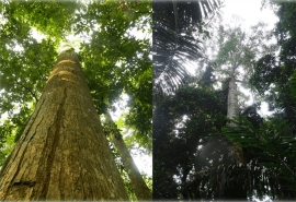 The European Union extends Annex D to all species of the genera Entandrophragma, Shorea and Anthoshorea