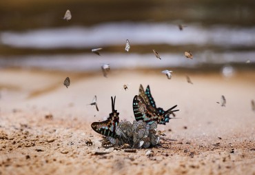 Revue de presse : la COP15 sur la Biodiversité s’est achevée le lundi 19 décembre 2022