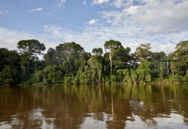 COP28: putting tropical forests at the heart of climate solutions