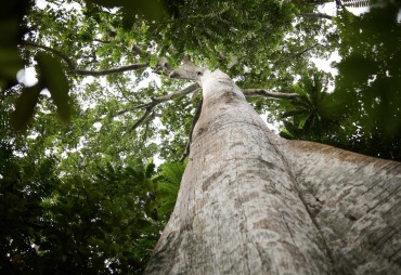 Biodiversity certificates: an opportunity for tropical forests?