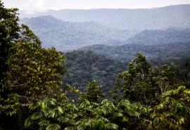 CIFOR-ICRAF scientists caution not to abandon forest carbon offsets