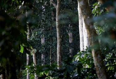 10 million hectares to be certified as sustainably managed in the Congo Basin by 2025