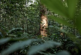 Sorbonne conference on forest protection