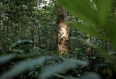 Sorbonne conference on forest protection