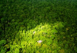 Communiqué de presse : La gestion durable des forêts, solution contre la déforestation