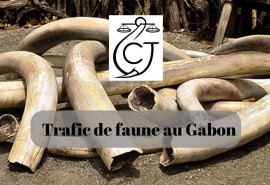 Trafic d’ivoire et braconnage, un documentaire révèle les dessous d’un trafic international