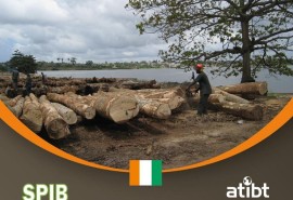 Filière bois en Côte d’Ivoire : Etude sur l’état des lieux des acteurs