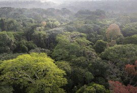 Letter for the EU Council on the proposed Deforestation-free Products Regulation