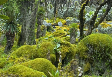 Inverser la tendance de la déforestation : défis et opportunités