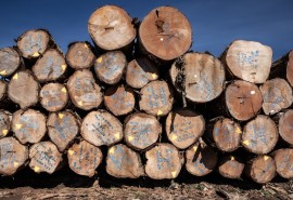 Un nouveau projet pour améliorer l’identification des bois