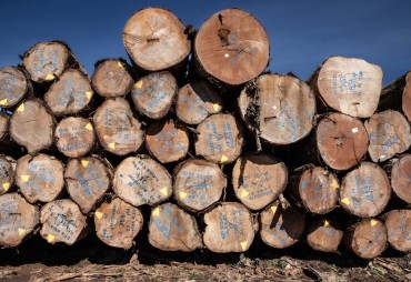 Un nouveau projet pour améliorer l’identification des bois