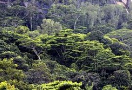 9 200 espèces d’arbres encore inconnues sur Terre