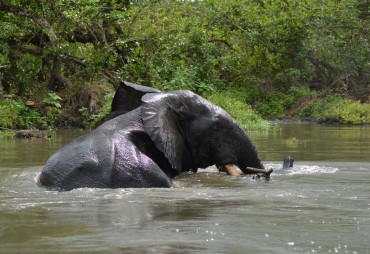 Summary of the 74th meeting of the CITES Standing Committee