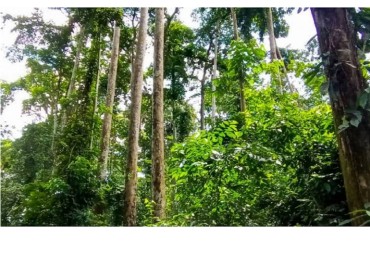 Entry into force of FSC national standards in 3 Congo Basin countries