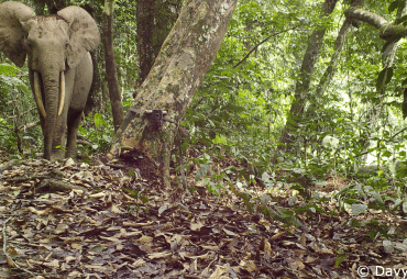 FauneFAC, the methodological and original toolbox for setting up photo-trap inventories in Central Africa