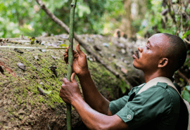 Ghana, premier pays africain à délivrer une licence FLEGT pour l’exportation de bois.