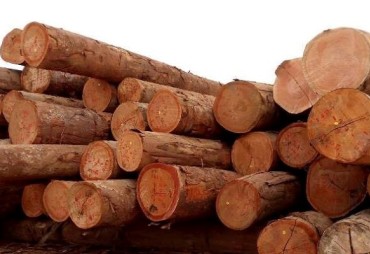 Gabon has doubled its wood production in 10 years