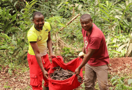 Des graines pour le projet UFA-REFOREST, au Cameroun