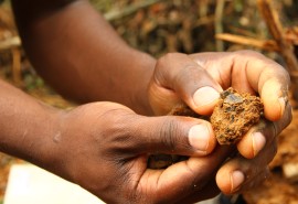 Des connaissances scientifiques supplémentaires sur l’écologie de l’okan