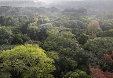 Intact Forest Landscapes (IFL) to be discussed at upcoming FSC GA in Bali