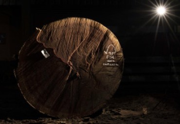 Consultation des acteurs du secteur forestier sur la mise en œuvre de la certification FSC