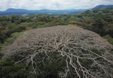 Central African forests vulnerable to global change
