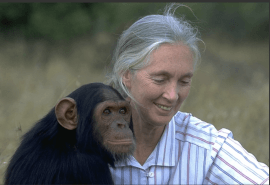 Tribute to Jane Goodall, iconic conservationist