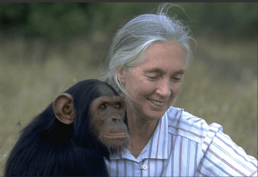 Tribute to Jane Goodall, iconic conservationist
