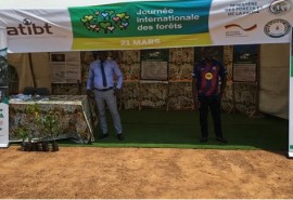L’ATIBT Cameroun mobilisée pour la Journée internationale des forêts 2026