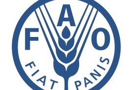 Recrutement : la FAO recherche un(e) Facilitateur(trice) pour le Partenariat Forêt Congo–Union européenne